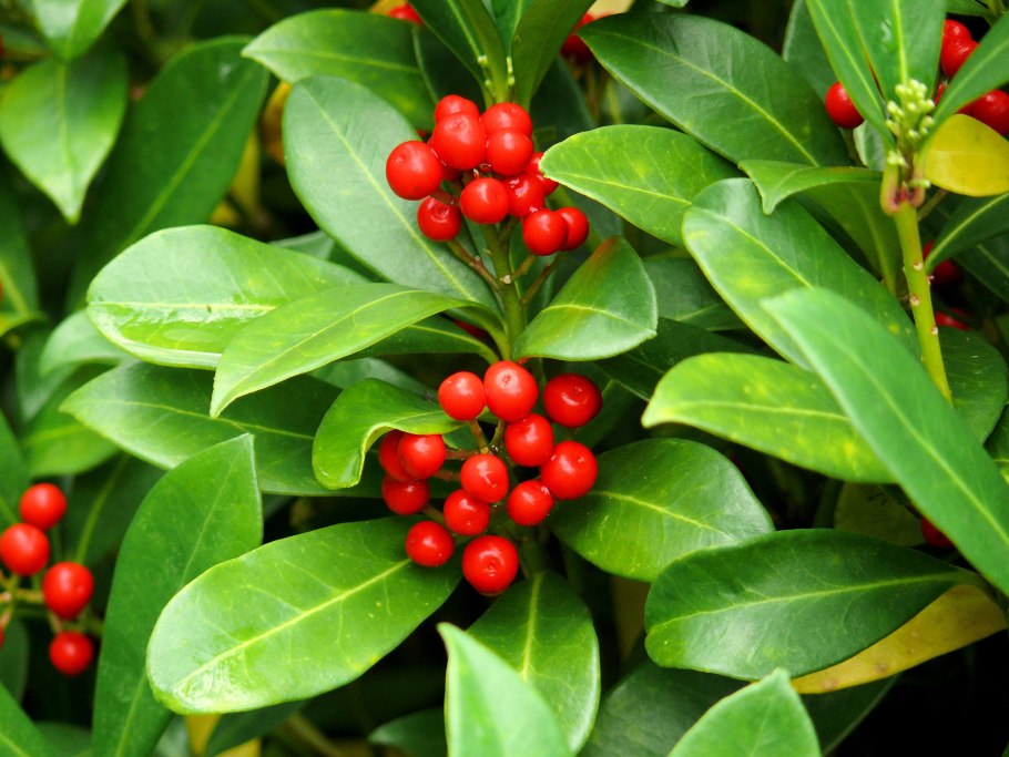 Растение Erythroxylum Catuaba