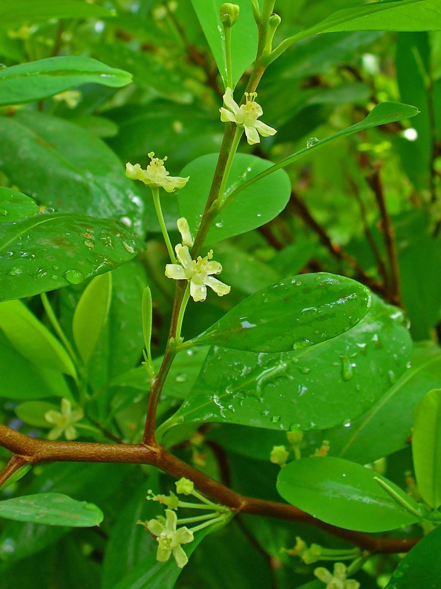Trochetiopsis Erythroxylon