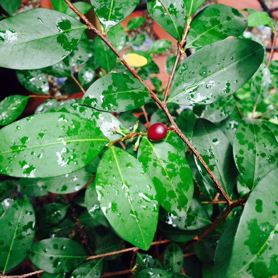 Erythroxylum ecarinatum