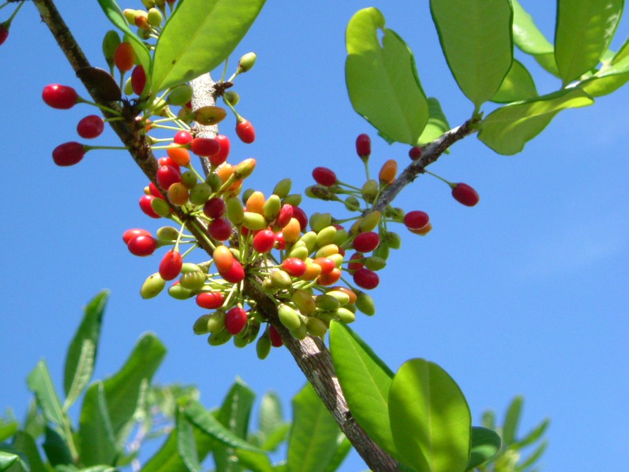 Растение Erythroxylum Coca