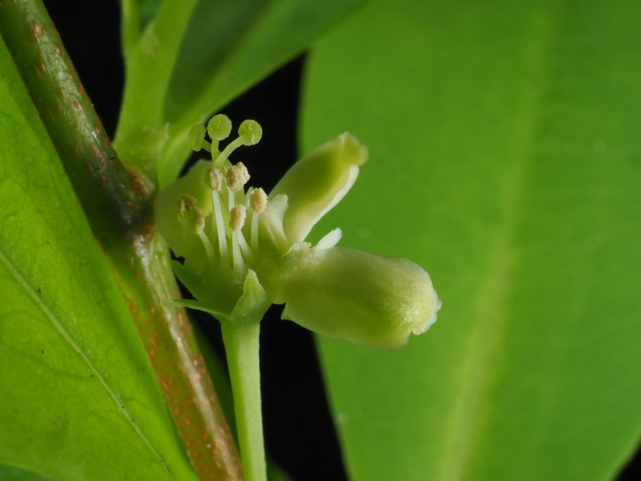 Растение Erythroxylum Coca