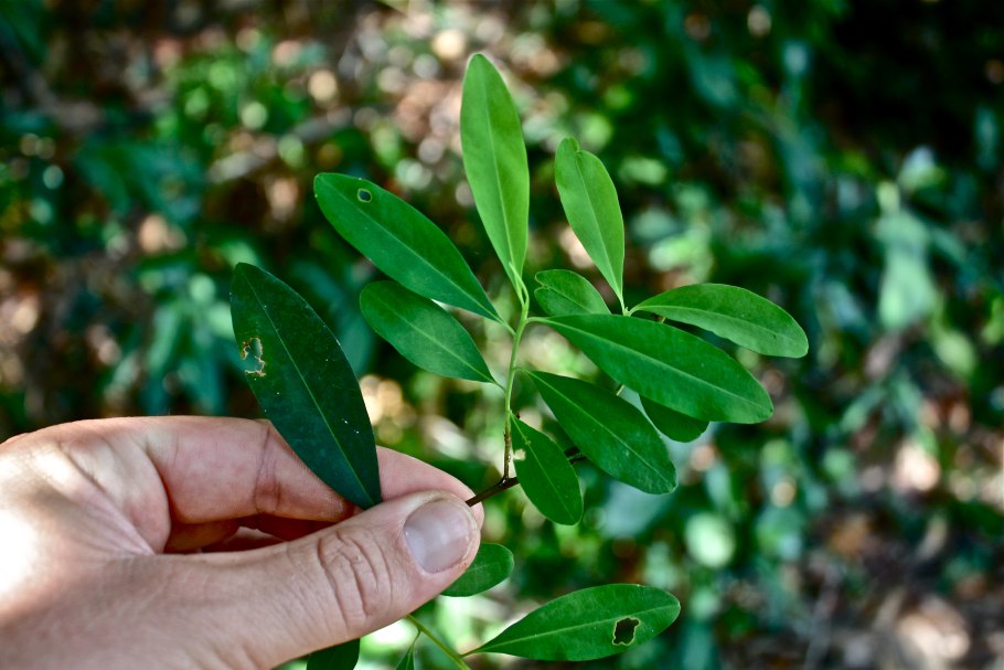 Erythroxylum novogranatense