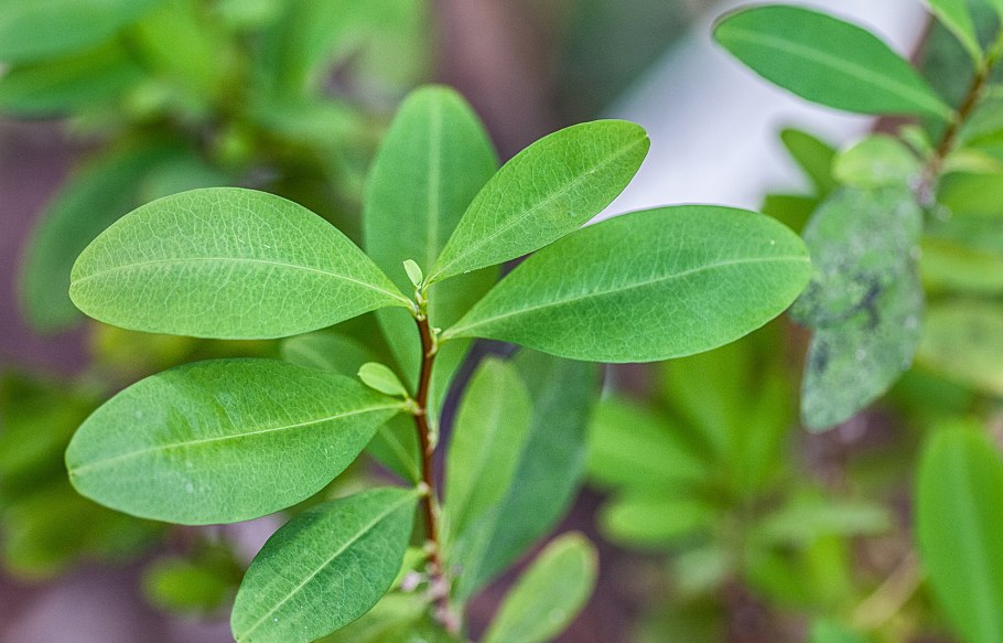 Erythroxylum Кока