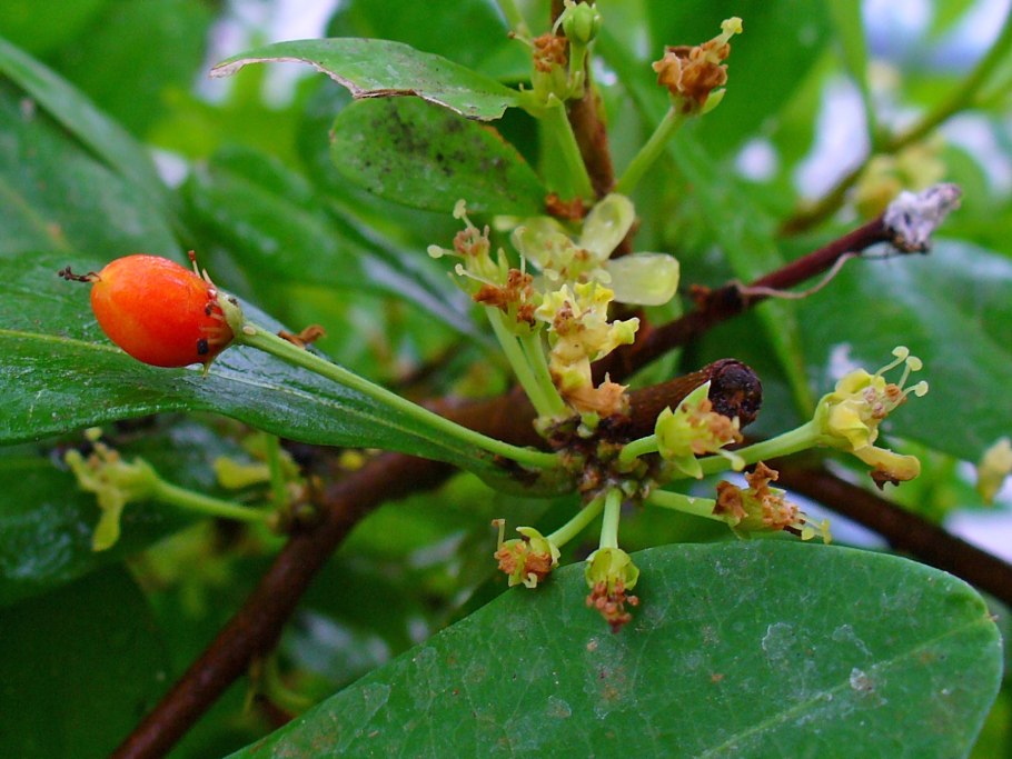 Erythroxylum citrifolium, Кумича, кафезиньо
