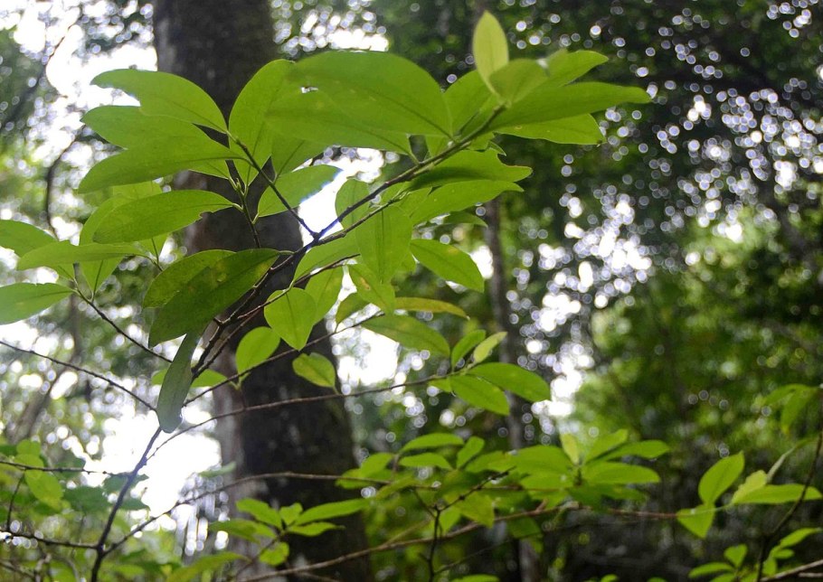 Дерево Кока (Erythroxylon Coca)