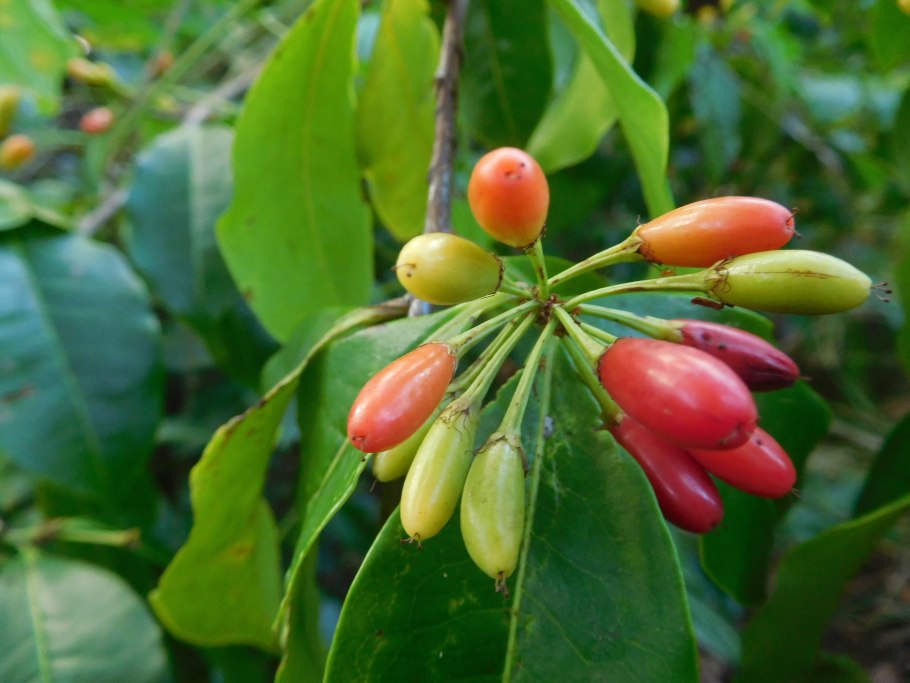 Erythroxylum ecarinatum