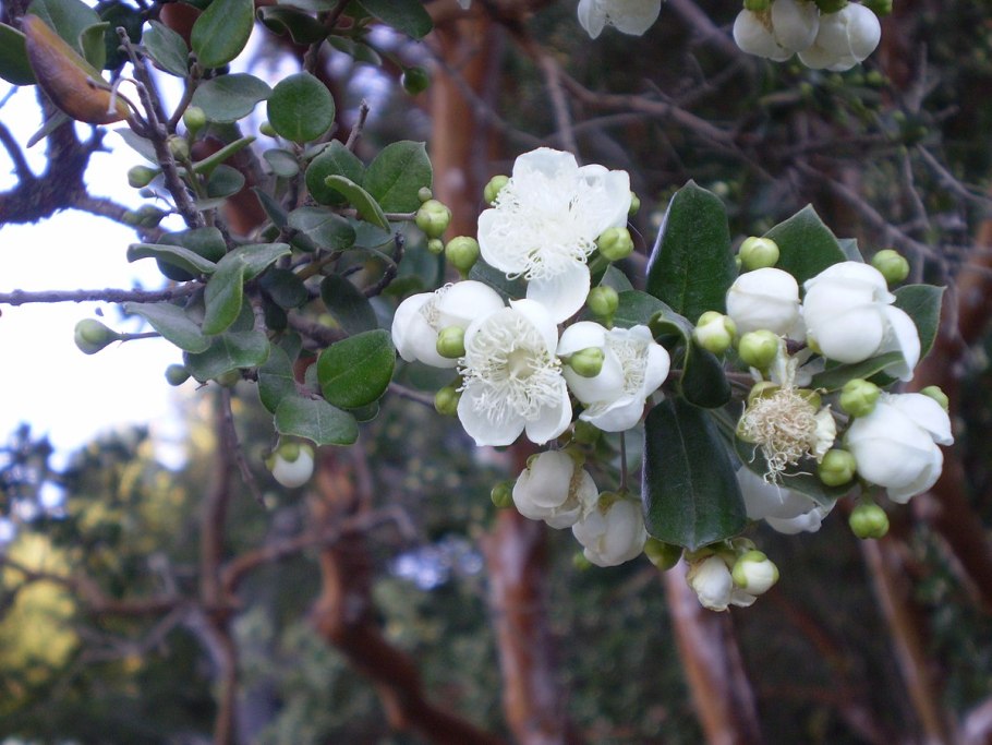 Aristotelia Chilensis