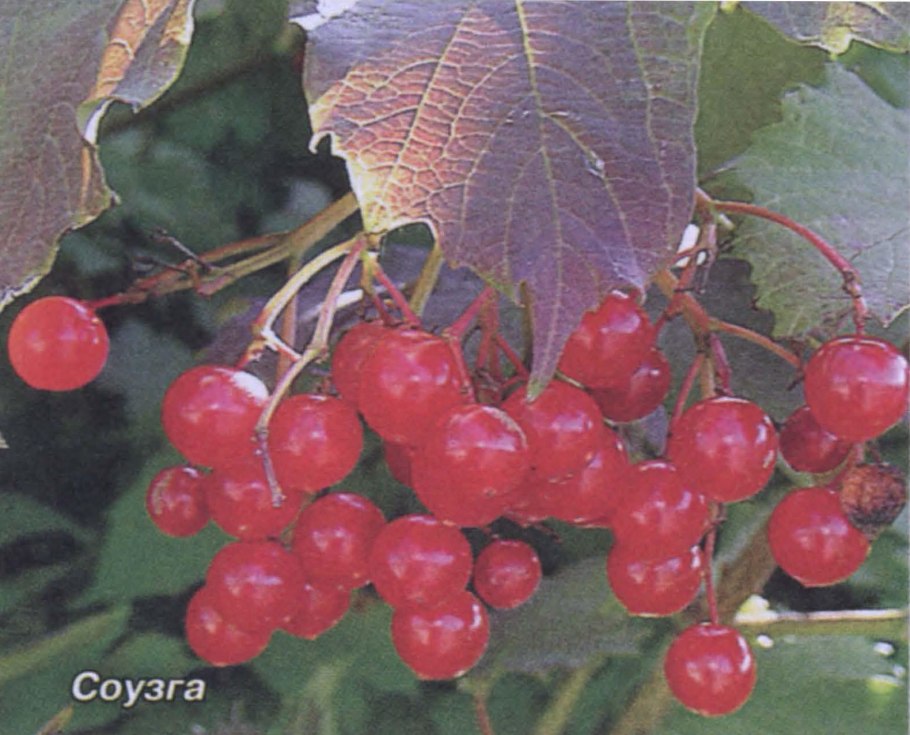 Калина обыкновенная красная гроздь