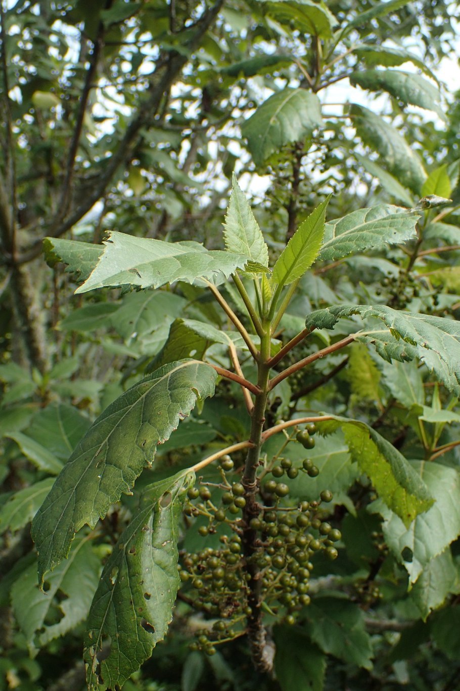 Parthenocissus vitacea