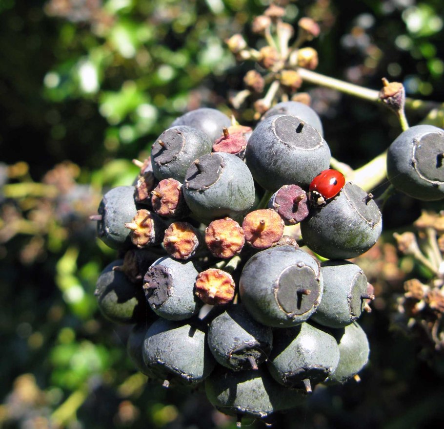 Vaccinium corymbosum