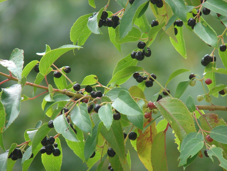 Aristotelia Chilensis