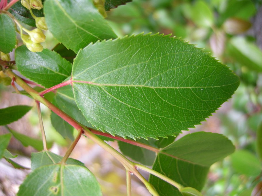 Aristotelia Chilensis