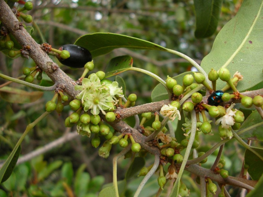 Aristotelia Chilensis