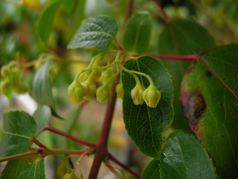 Токидея пильчатая Tokidaea serrata