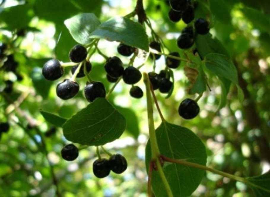 Лист черники Макросъемка