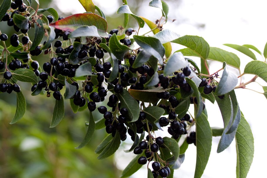 Aristotelia Chilensis