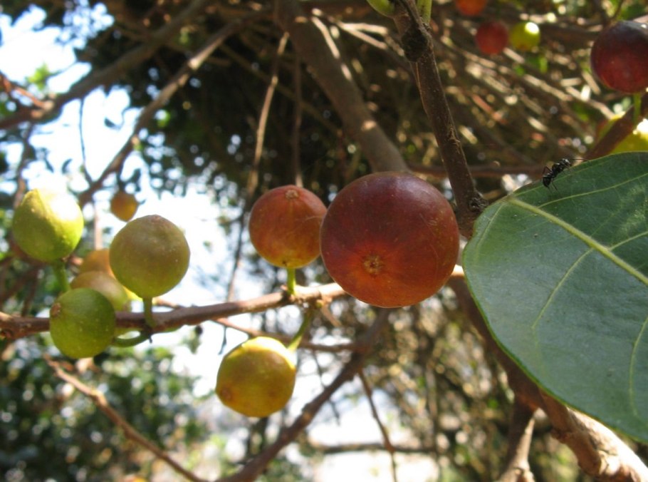 Фикус фразера