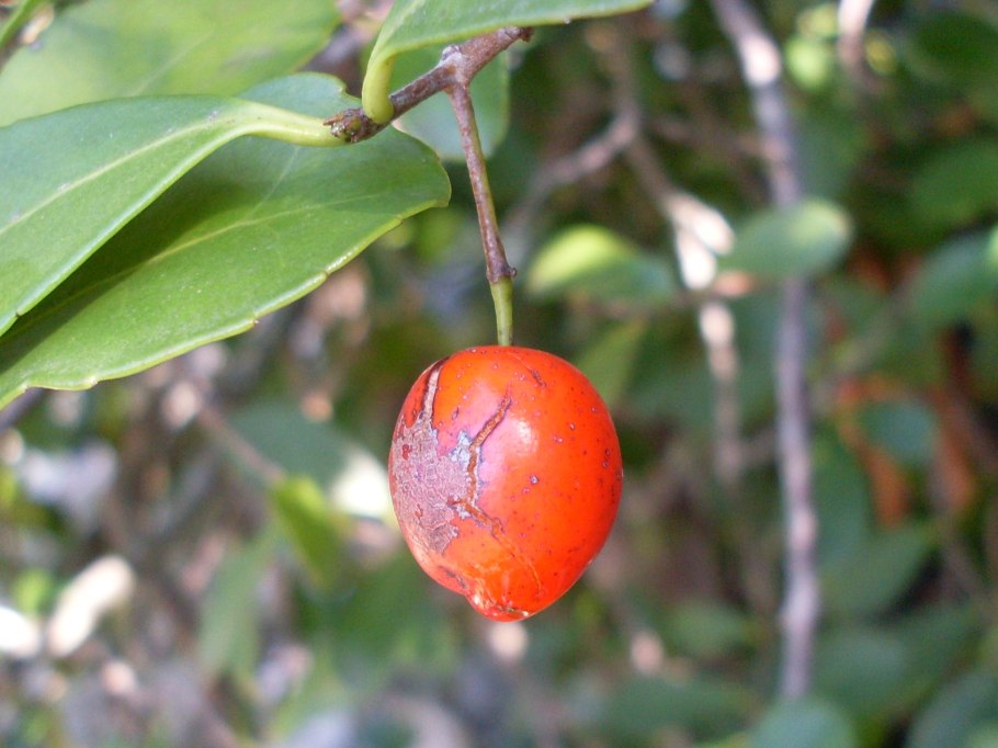 Red fruited olive plum