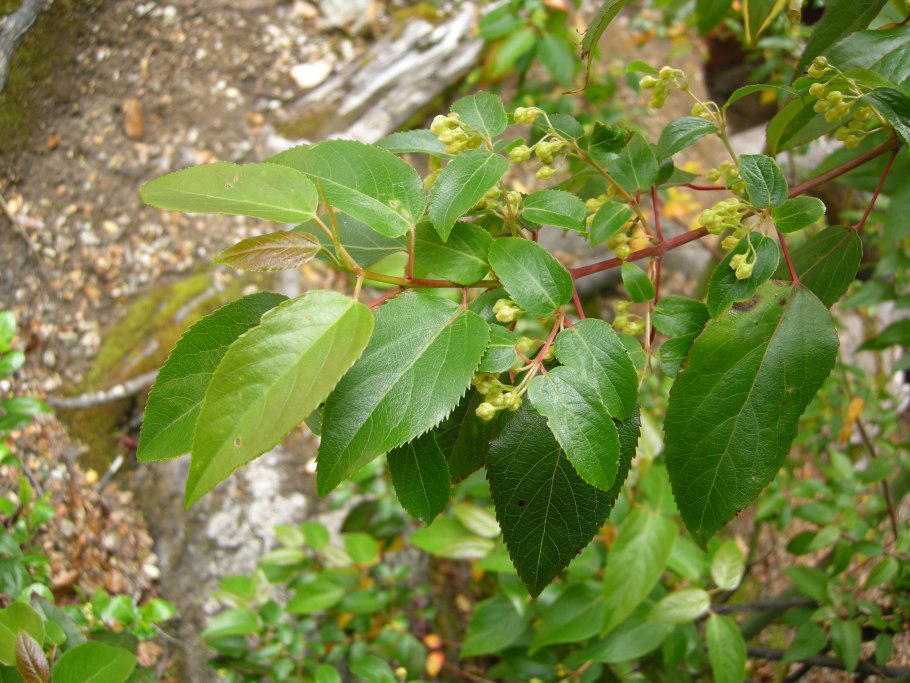 Аристотелия Чилийская