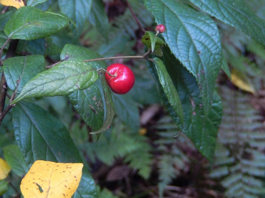 Аристотелия