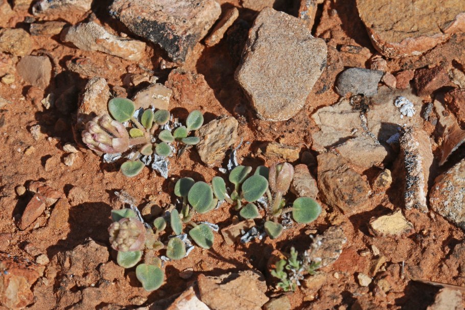 Аброния ПЕСКОЛЮБИВАЯ