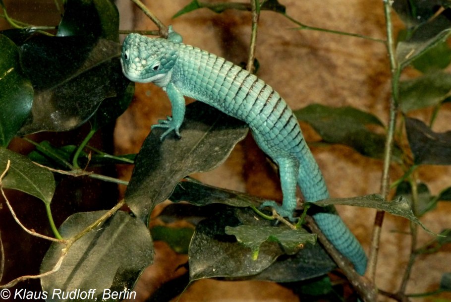 Аброния широколистная