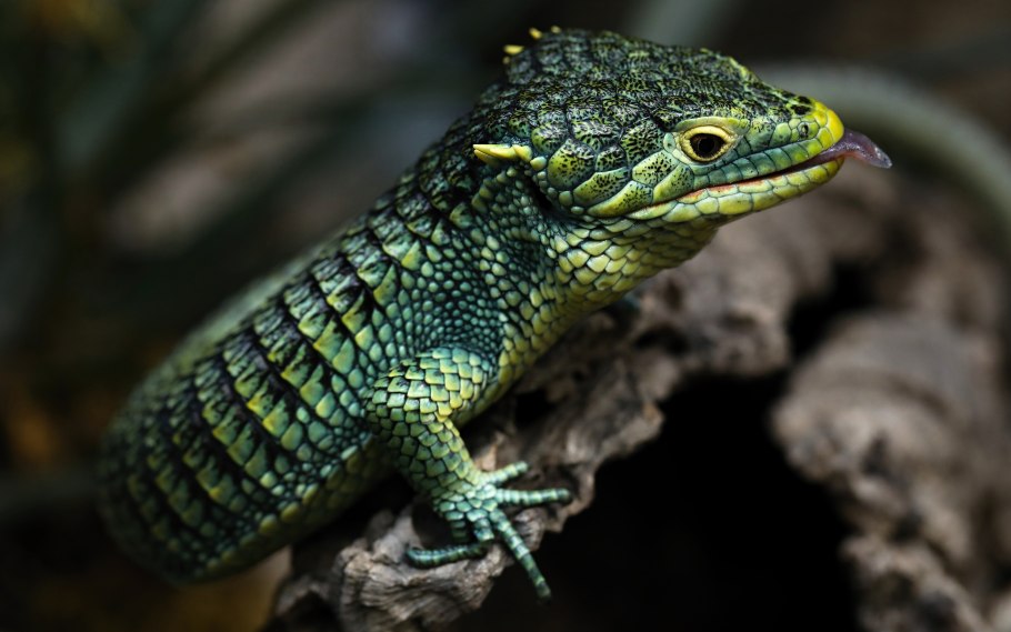 Древесная аброния ящерица