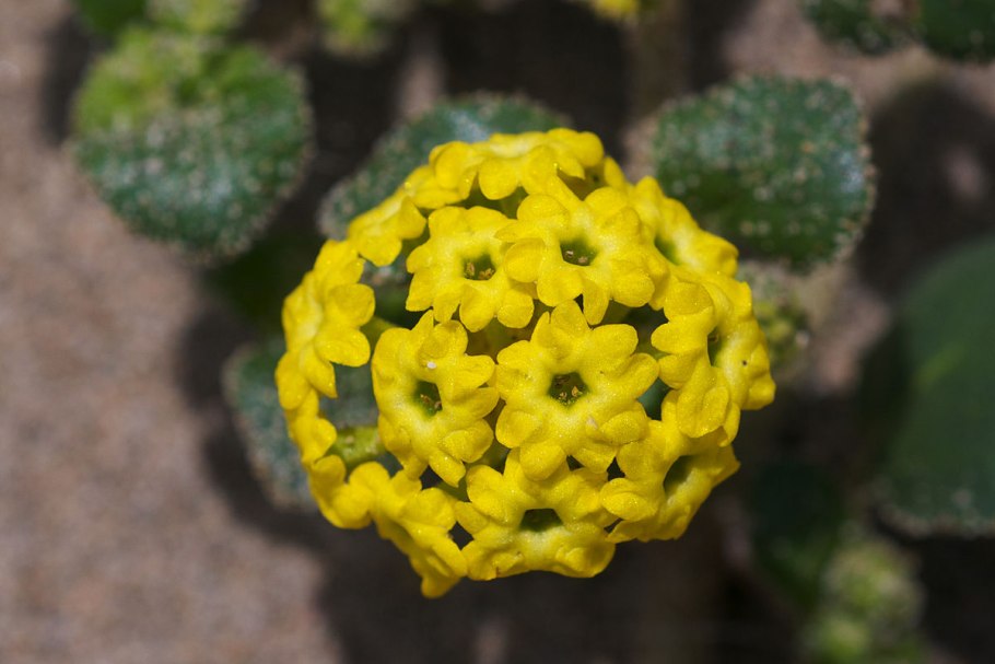 Abronia latifolia