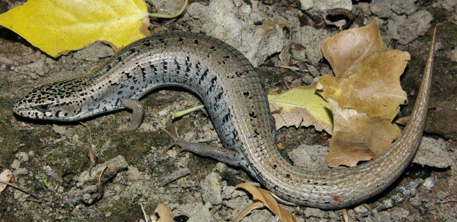 Древесная Аброния голубая