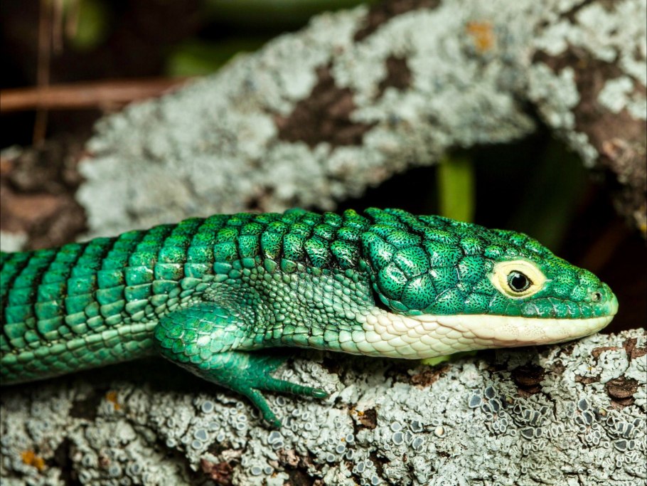Petersianthus macrocarpus
