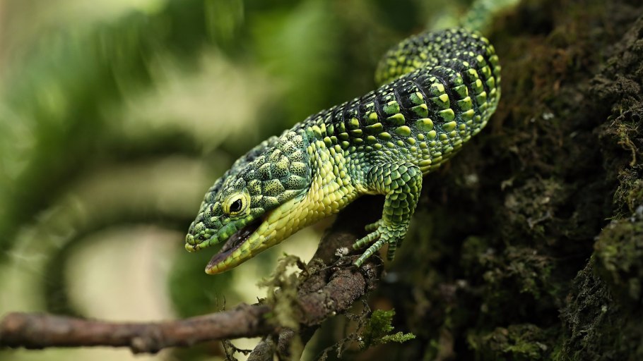 Abronia taeniata