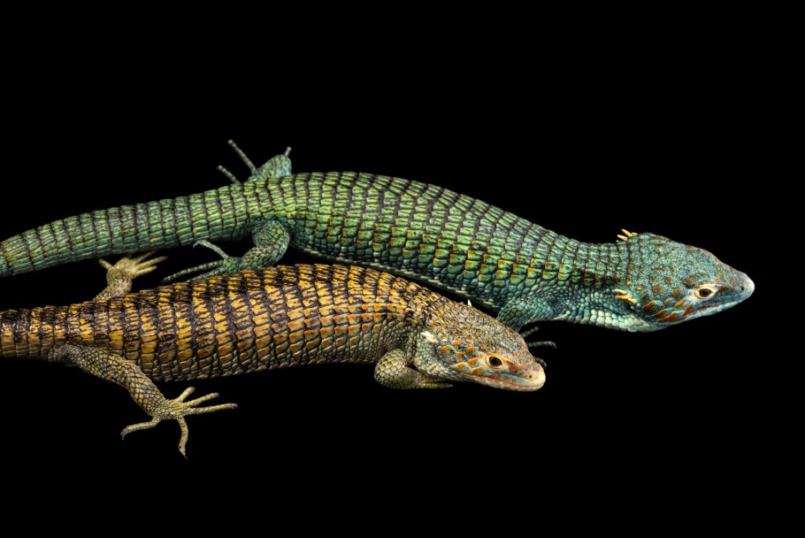 Аброния лизард