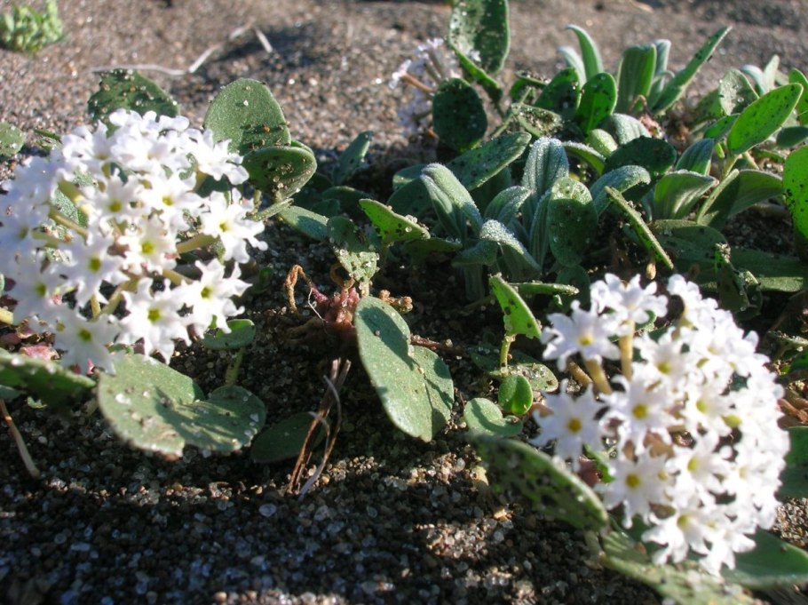 Abronia taeniata