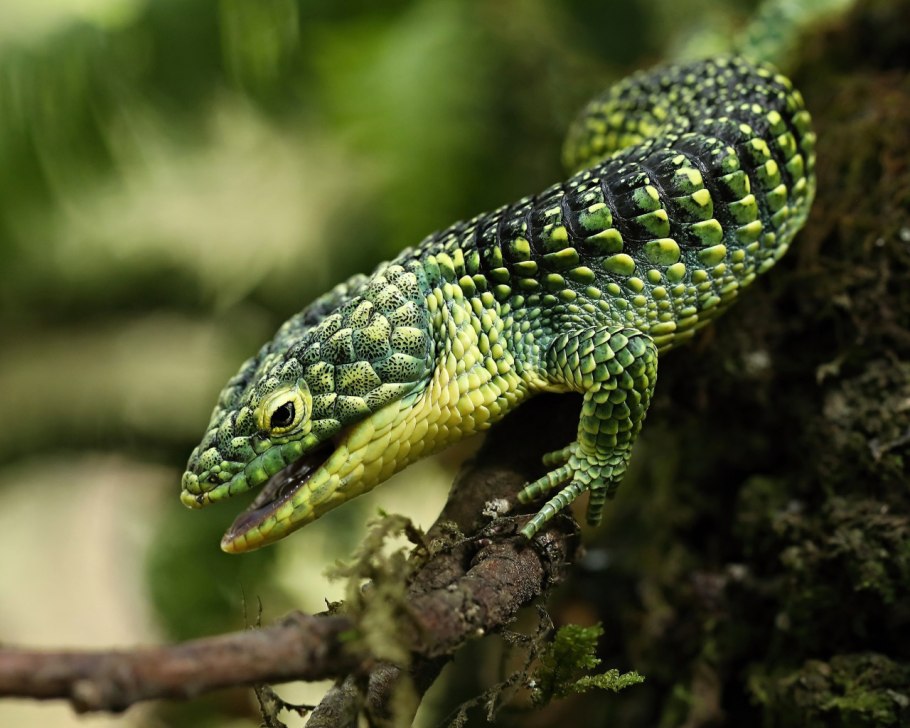 Аброния ящерица