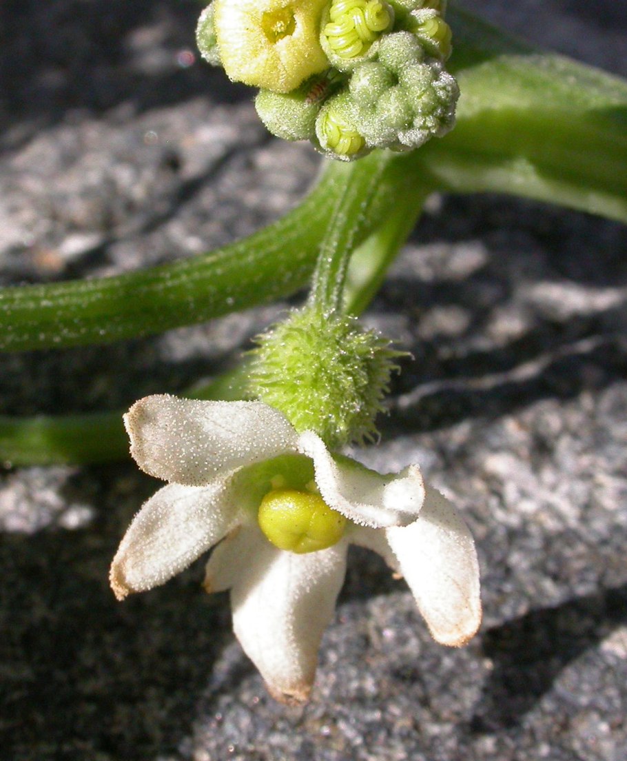Petersianthus macrocarpus