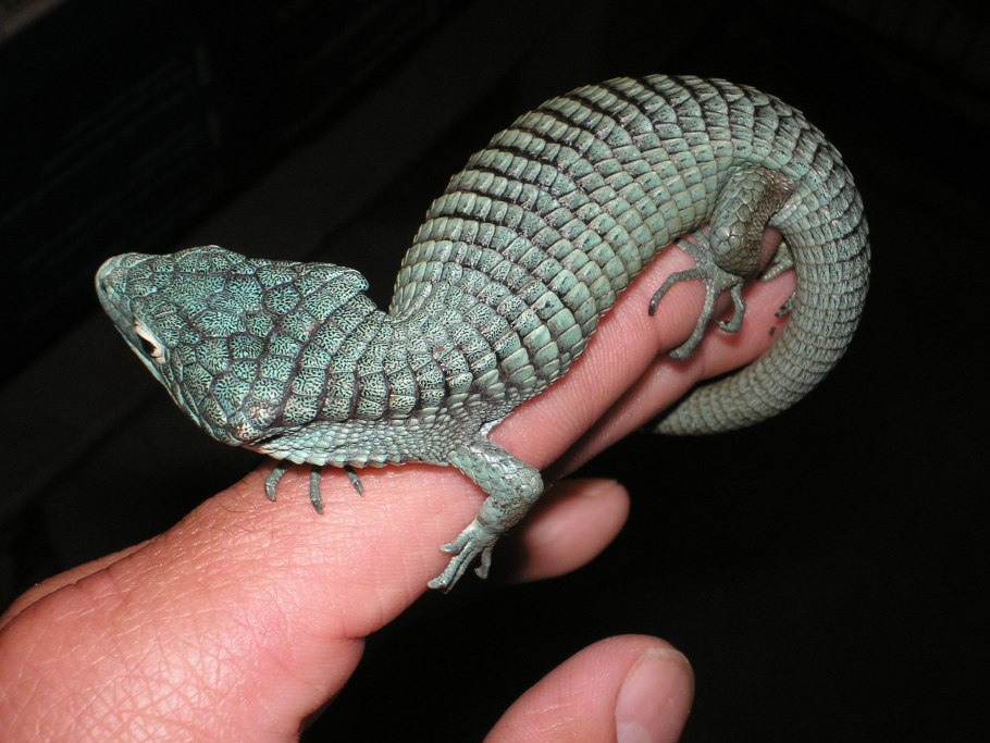 Йеллоустонская Песчаная Вербена