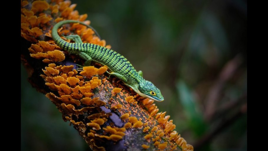 Древесная Аброния