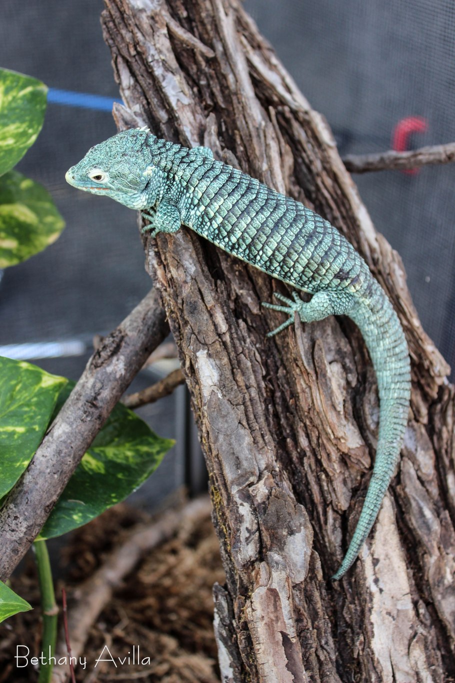 Древесная аброния