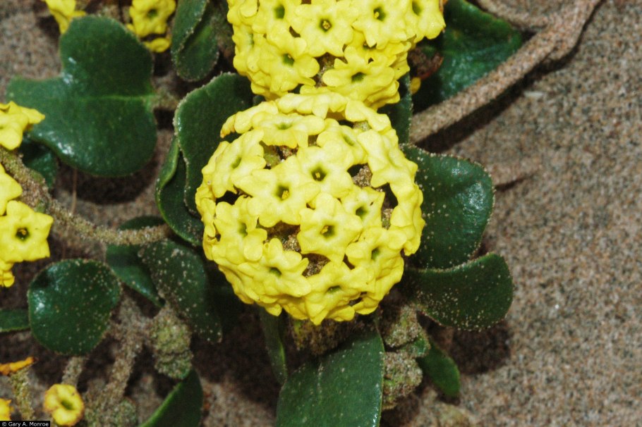 Аброния широколистная