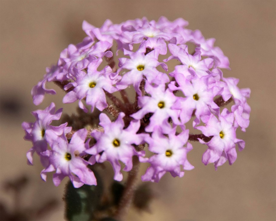 Аброния ящерица язык