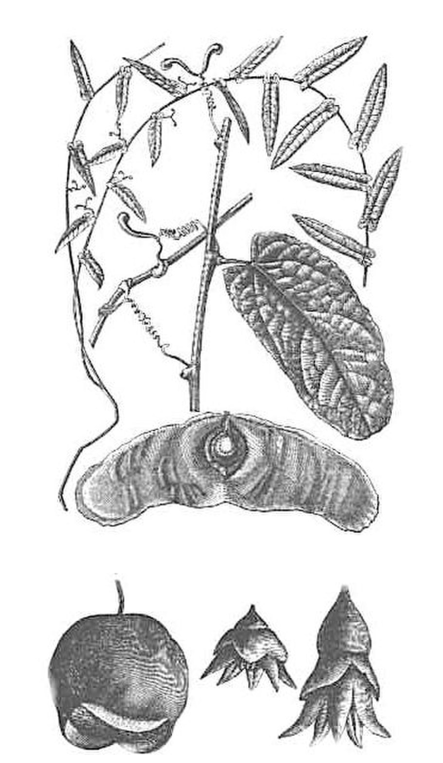 Alsomitra macrocarpa