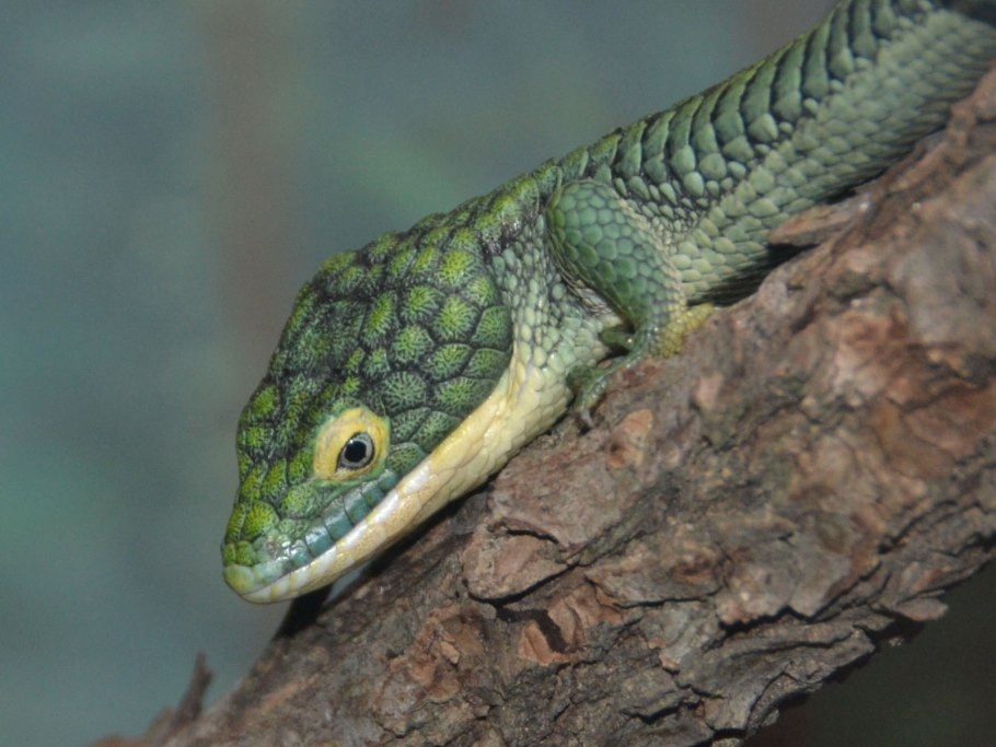 Аброния ящерица