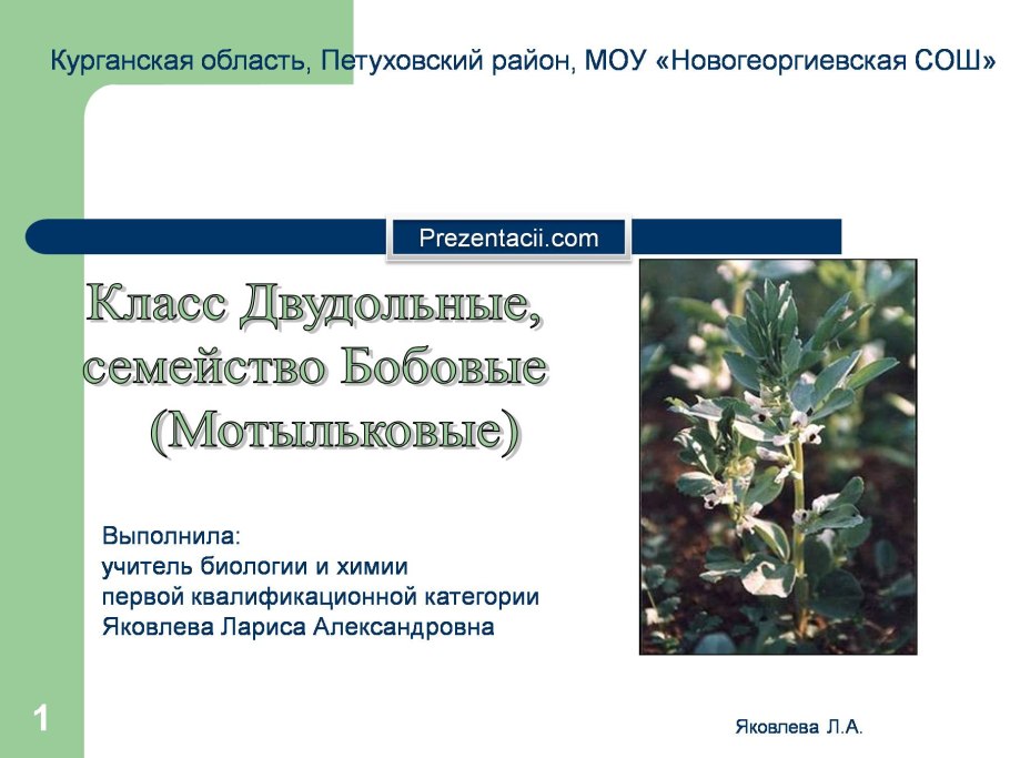 Бобовые Таксон