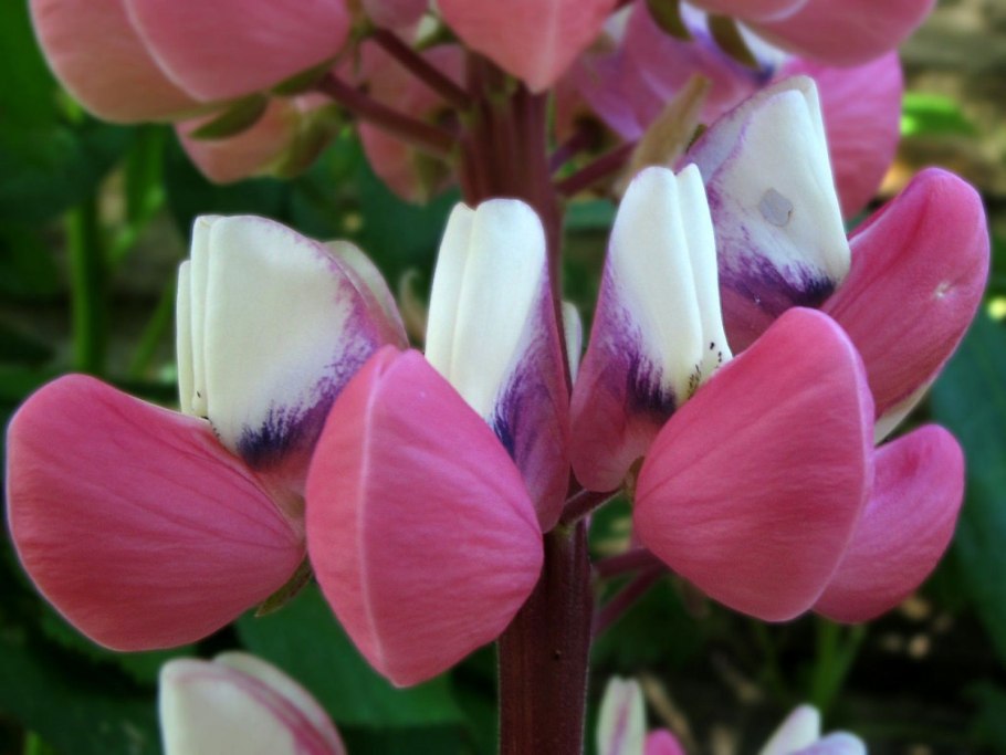 Семейство бобовые дикорастущие