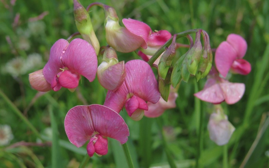 Чина посевная (Lathyrus sativus l.)
