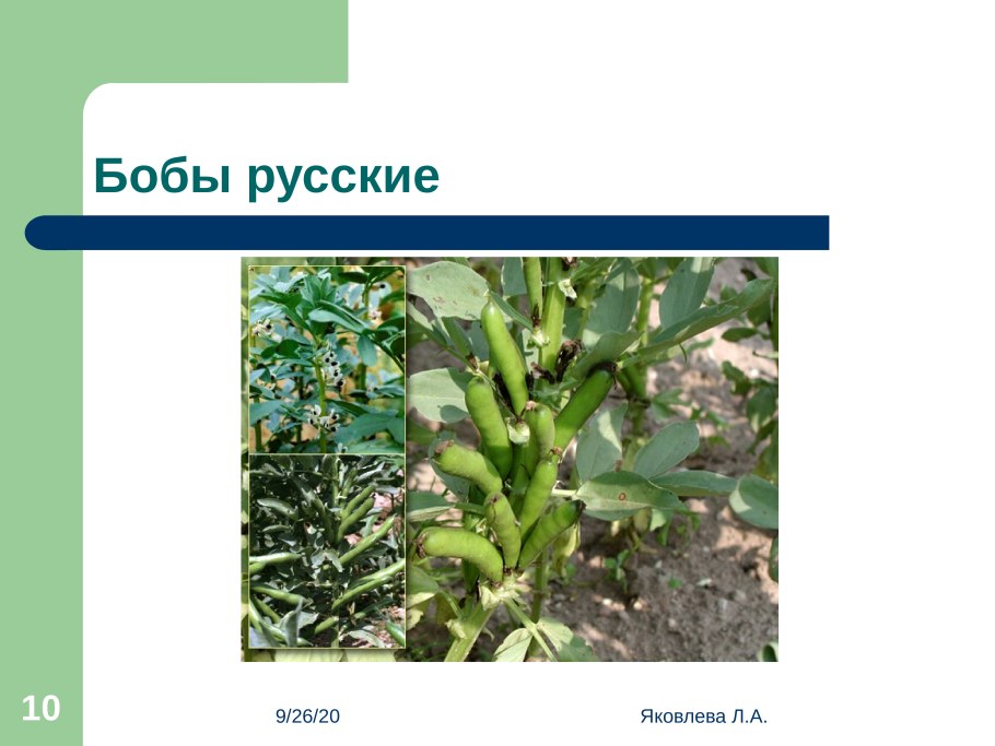 Подсемейство Мотыльковые