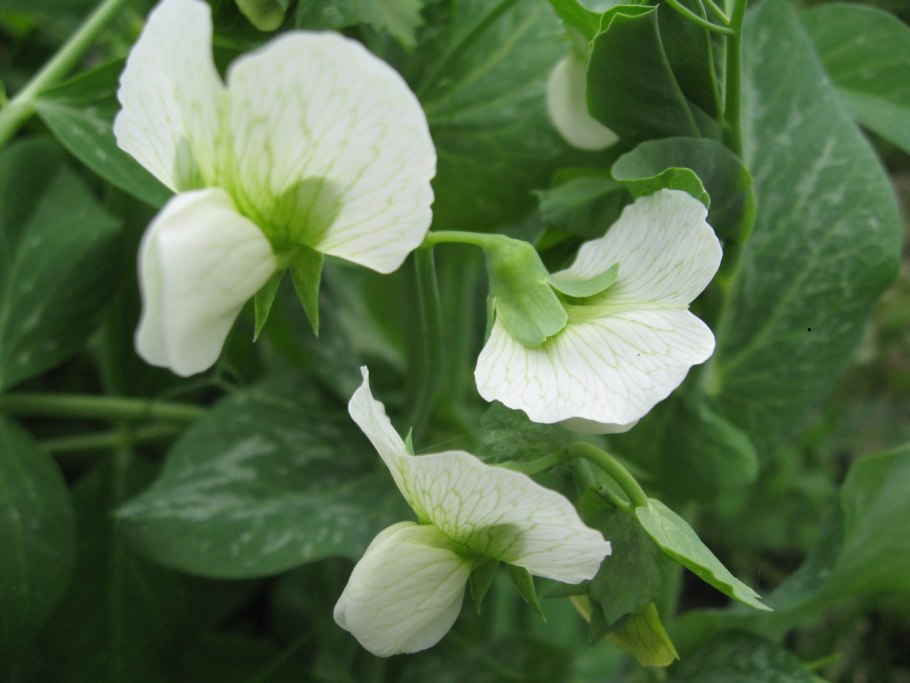 Пузырник древовидный