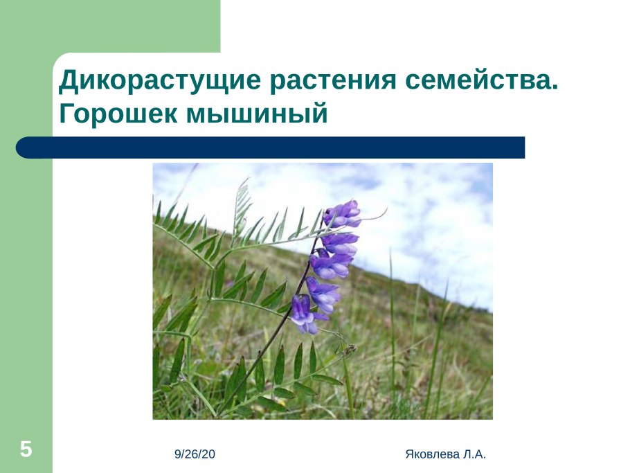 Семейство Мотыльковые сорные растения