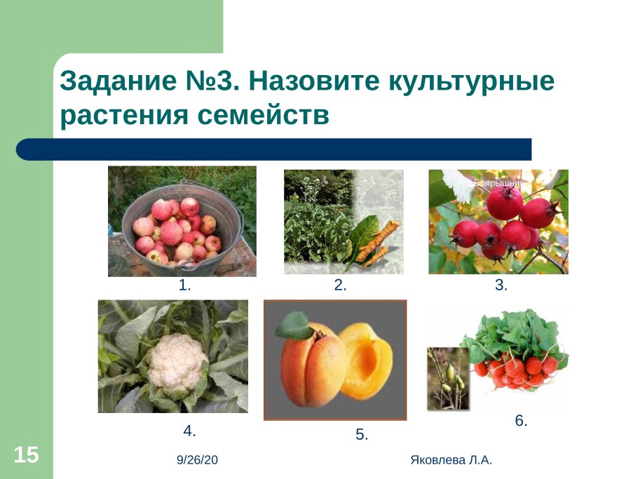 Бобовые Мотыльковые Вика