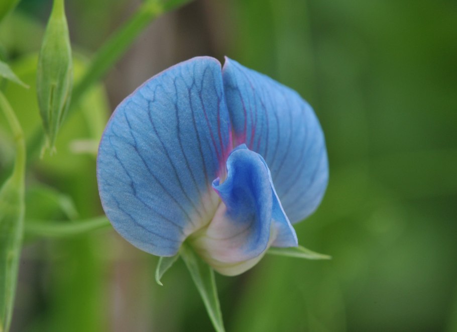Чина Болотная Lathyrus palustris